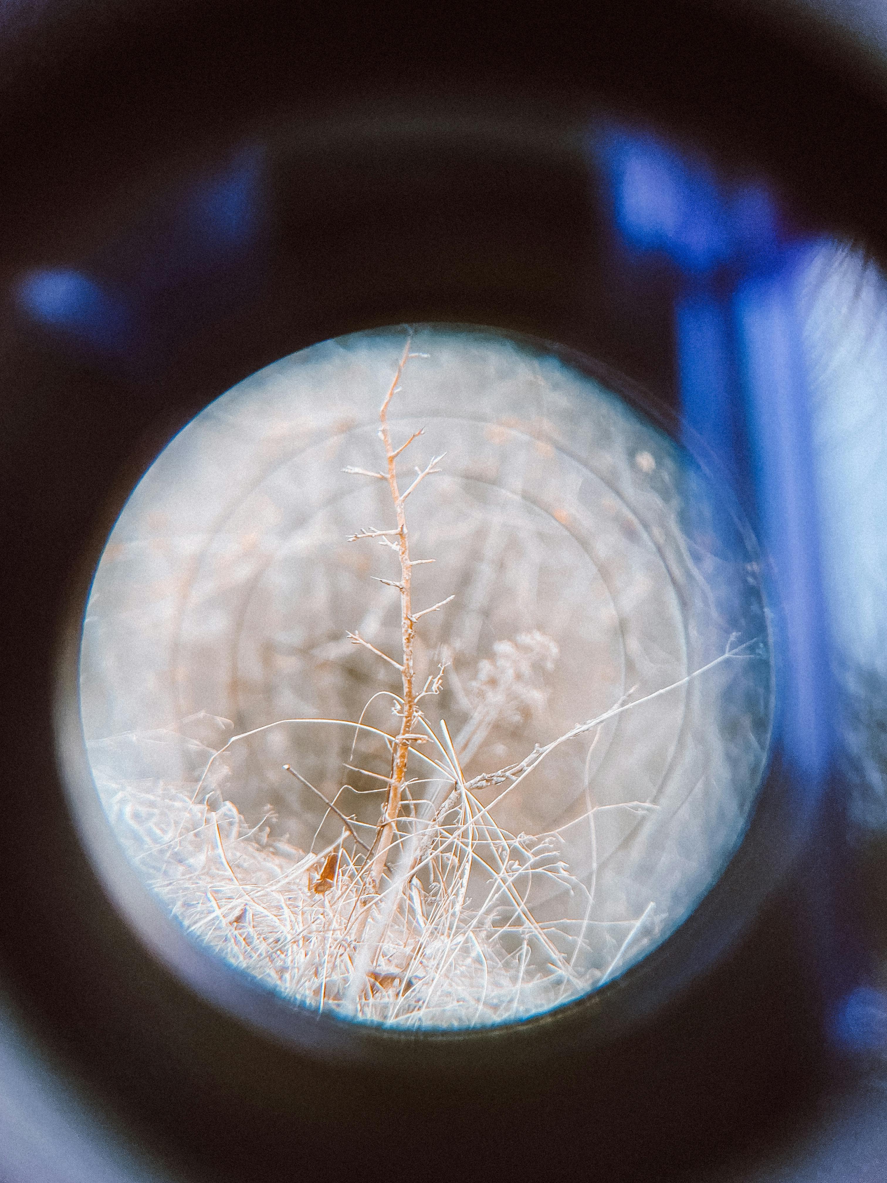Les 5 découvertes fascinantes à faire avec un microscope